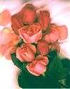 roses are kisses of nature