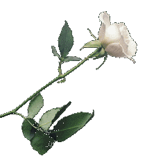 Freespiritfull - Rose for You
