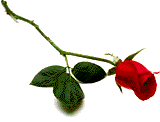 Red Rose for You!